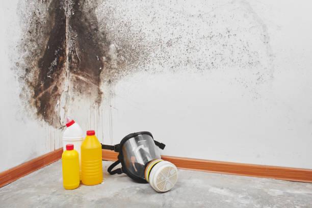 Best Mold Remediation  in Giddings, TX