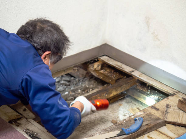 Best Mold Damage Repair  in Giddings, TX