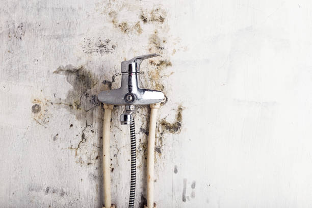 Best Fast Mold Removal  in Giddings, TX