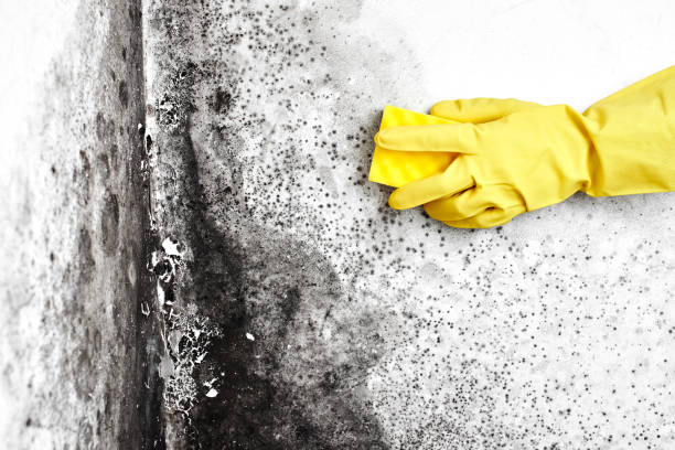 Trusted Giddings, TX Mold Removal Experts