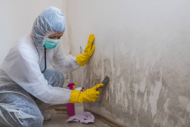Best Mold Testing  in Giddings, TX