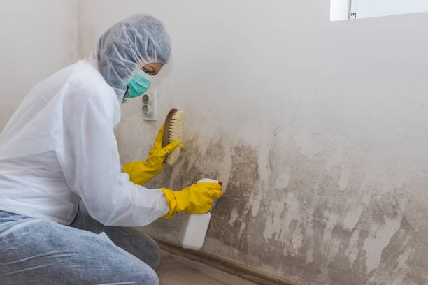 Reliable Giddings, TX Mold Removal Solutions