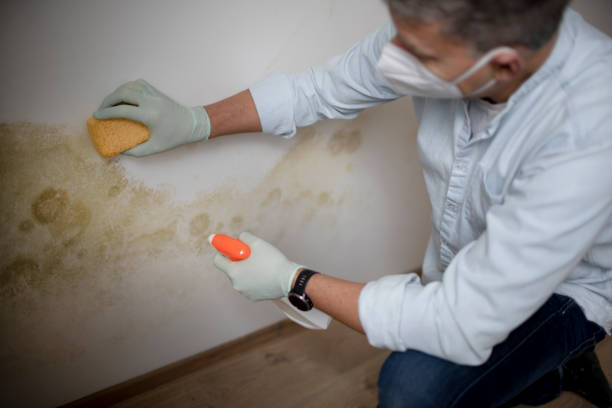 Best Mold Remediation  in Giddings, TX