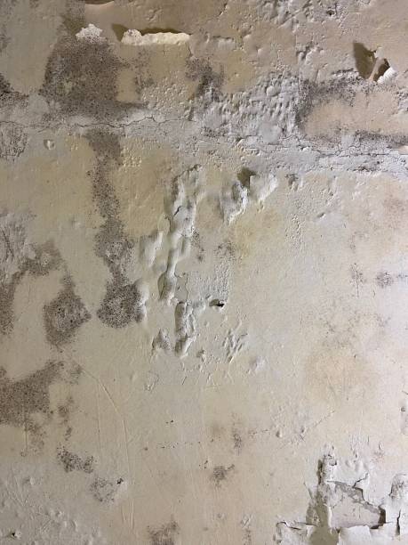 Best Local Mold Removal Service  in Giddings, TX