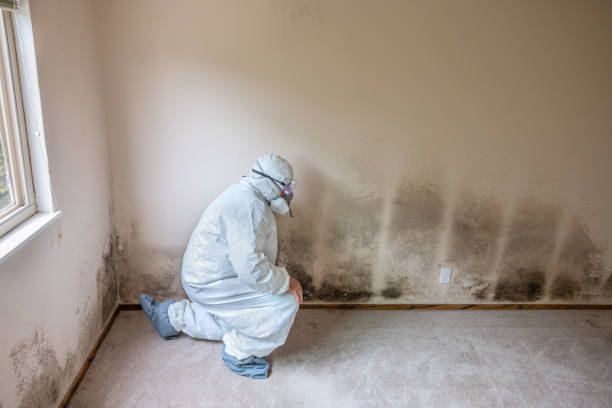 Best Mold Remediation  in Giddings, TX