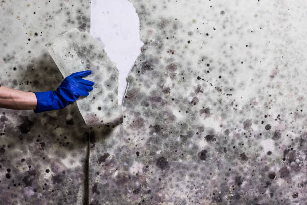 Best Commercial Mold Removal  in Giddings, TX