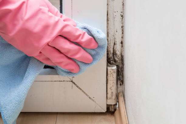 Best Attic Mold Removal  in Giddings, TX