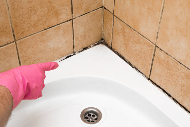 Best Home Mold Removal  in Giddings, TX