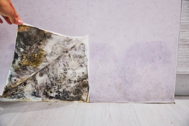 Best Professional Mold Removal  in Giddings, TX